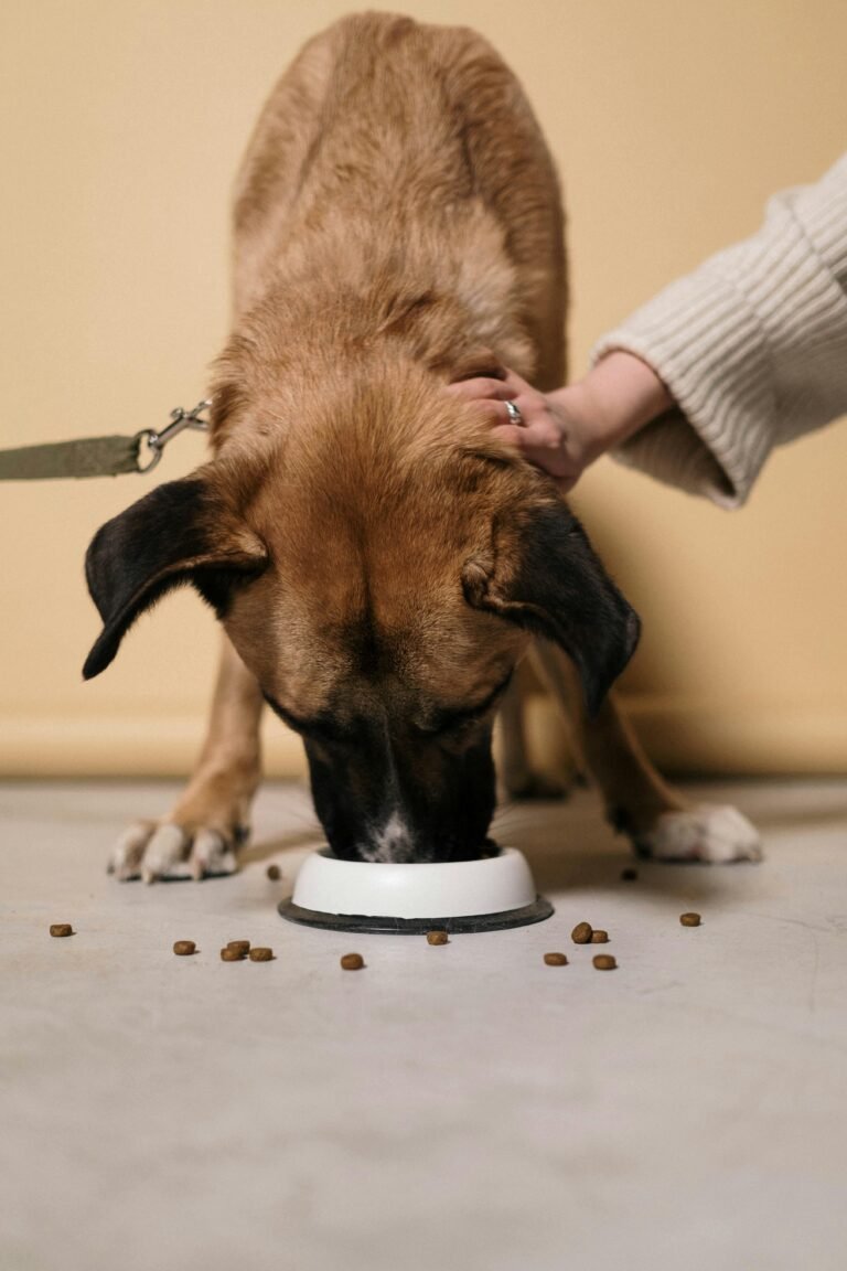 Feeding dogs